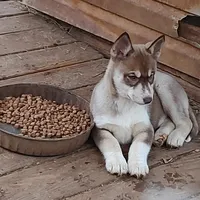 Roxie AKC VA, a female Siberian Husky for sale in Martinsville, VA – Photo 8 of 10