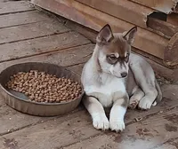 Female 1 AKC VA, a female Siberian Husky for sale in Martinsville, VA – Photo 8 of 10