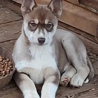 Roxie AKC VA, a female Siberian Husky for sale in Martinsville, VA – Photo 7 of 10