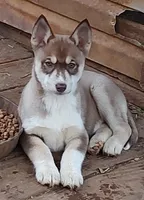 Female 1 AKC VA, a female Siberian Husky for sale in Martinsville, VA – Photo 7 of 10