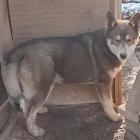 Roxie AKC VA, a female Siberian Husky for sale in Martinsville, VA – Photo 5 of 10