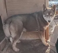 Female 1 AKC VA, a female Siberian Husky for sale in Martinsville, VA – Photo 4 of 10