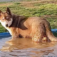 Roxie AKC VA, a female Siberian Husky for sale in Martinsville, VA – Photo 2 of 10