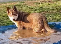 Roxie AKC VA, a female Siberian Husky for sale in Martinsville, VA – Photo 1 of 10