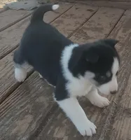 Female 1 AKC VA, a female Siberian Husky for sale in Martinsville, VA – Photo 4 of 6