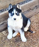 Female 1 AKC VA, a female Siberian Husky for sale in Martinsville, VA – Photo 1 of 6