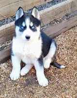Female 1 AKC VA, a female Siberian Husky for sale in Martinsville, VA – Photo 2 of 6