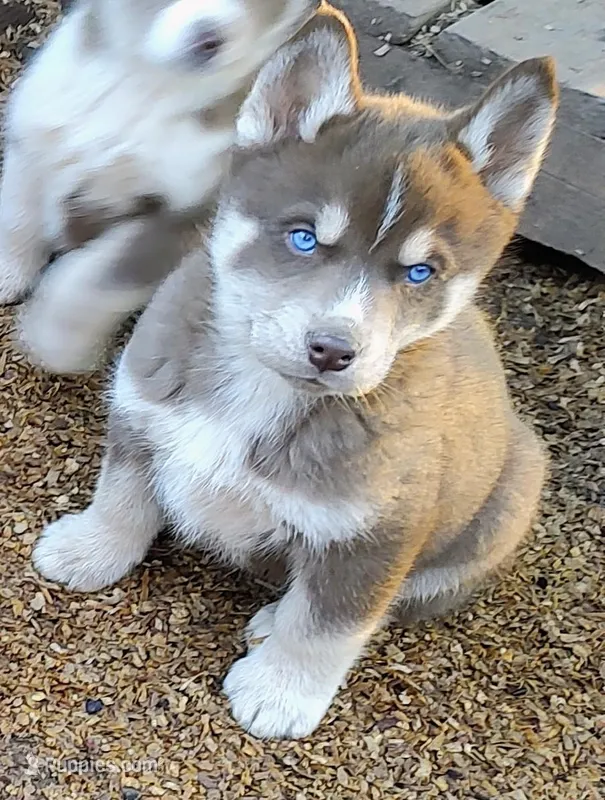 Male 3 AKC VA
