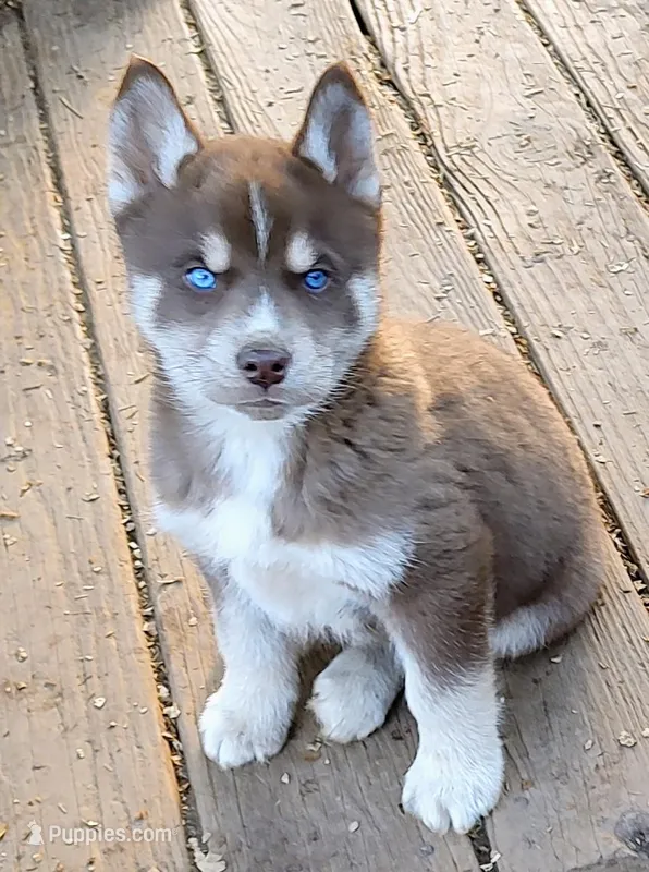 Male 3 AKC VA – Siberian Husky puppy for sale in Martinsville, VA