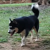 Charlie, a male Siberian Husky for sale in Martinsville, VA – Photo 4 of 4