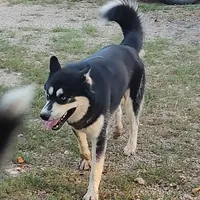 Charlie, a male Siberian Husky for sale in Martinsville, VA – Photo 3 of 4