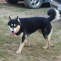 Charlie, a male Siberian Husky for sale in Martinsville, VA – Photo 1 of 4