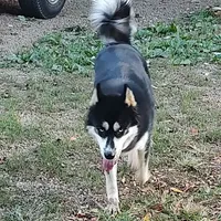 Charlie, a male Siberian Husky for sale in Martinsville, VA – Photo 2 of 4
