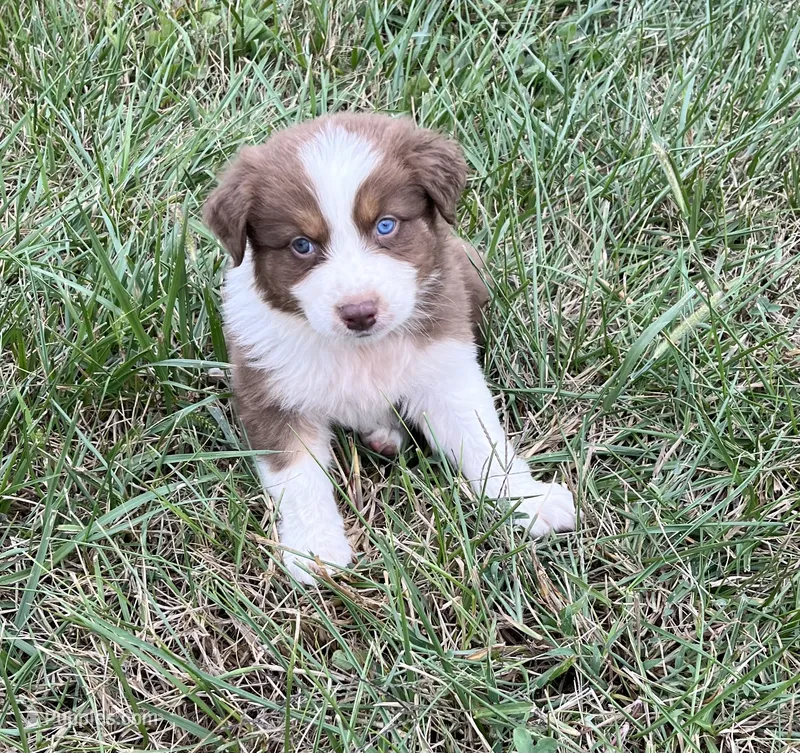 Pete – Australian Shepherd puppy for sale in Roodhouse, IL