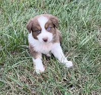 Pete, a male Australian Shepherd for sale in Roodhouse, IL – 1 of 8