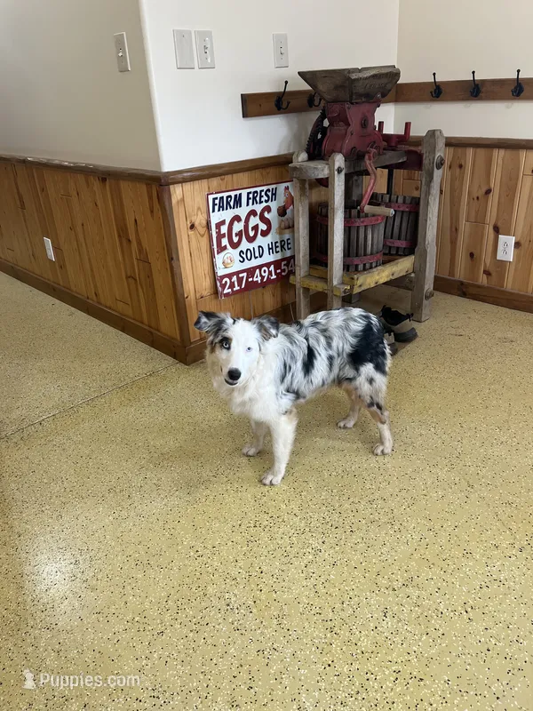 Jackie    BMF – Australian Shepherd puppy for sale in Roodhouse, IL