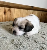 Latte , a male Coton de Tulear for sale in Roodhouse, IL – 5 of 10