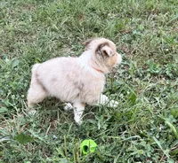 Tyler, a male Australian Shepherd for sale in Roodhouse, IL – 5 of 10