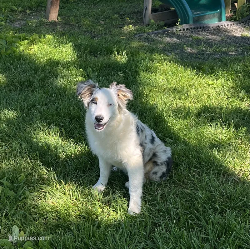 Jackie    BMF – Australian Shepherd puppy for sale in Roodhouse, IL