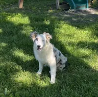 Jackie    BMF, a female Australian Shepherd for sale in Roodhouse, IL – 1 of 9