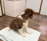 Millie    RTF, a female Australian Shepherd for sale in Roodhouse, IL – Photo 5 of 10