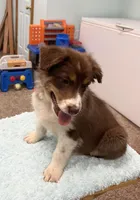 Millie    RTF, a female Australian Shepherd for sale in Roodhouse, IL – Photo 3 of 10