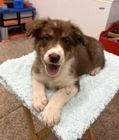 Millie    RTF, a female Australian Shepherd for sale in Roodhouse, IL – Photo 7 of 10
