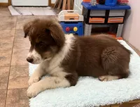 Millie    RTF, a female Australian Shepherd for sale in Roodhouse, IL – Photo 6 of 10