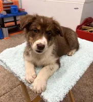 Millie    RTF, a female Australian Shepherd for sale in Roodhouse, IL – Photo 1 of 10