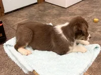 Millie    RTF, a female Australian Shepherd for sale in Roodhouse, IL – Photo 8 of 10