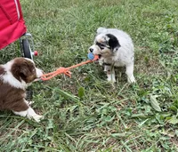 Wade, a male Australian Shepherd for sale in Roodhouse, IL – 7 of 10