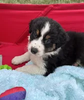 Tracy, a female Australian Shepherd for sale in Roodhouse, IL – 1 of 9