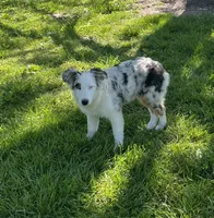 Jackie    BMF, a female Australian Shepherd for sale in Roodhouse, IL – 4 of 9