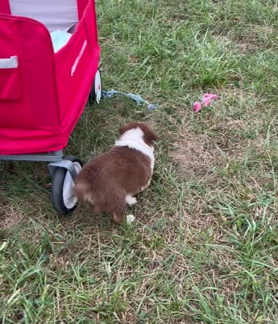Cutie , a female Australian Shepherd for sale in Roodhouse, IL – 9 of 10