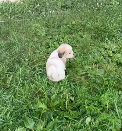 Latte , a male Coton de Tulear for sale in Roodhouse, IL – 10 of 10