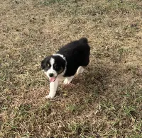 Tracy, a female Australian Shepherd for sale in Roodhouse, IL – 5 of 9