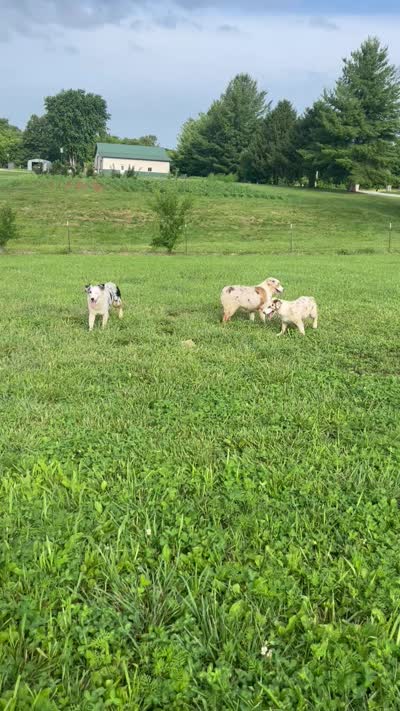 Jackie    BMF, a female Australian Shepherd for sale in Roodhouse, IL – 9 of 10