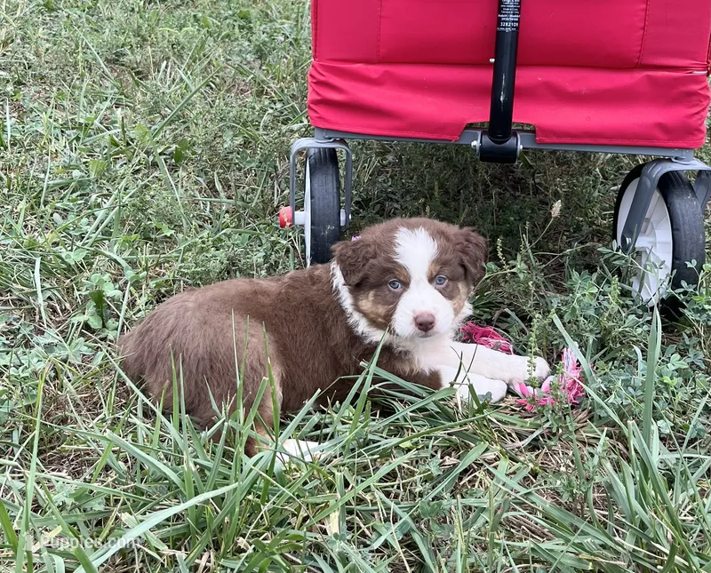Chubbie – Australian Shepherd puppy for sale in Roodhouse, IL