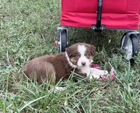 Chubbie, a female Australian Shepherd for sale in Roodhouse, IL – 1 of 9
