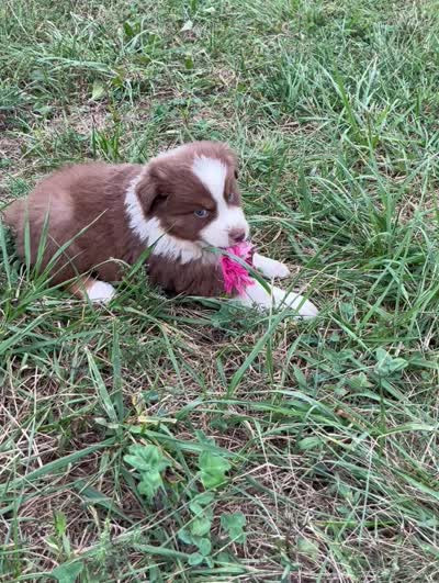 Pete, a male Australian Shepherd for sale in Roodhouse, IL – 7 of 8