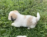 Latte , a male Coton de Tulear for sale in Roodhouse, IL – 7 of 10