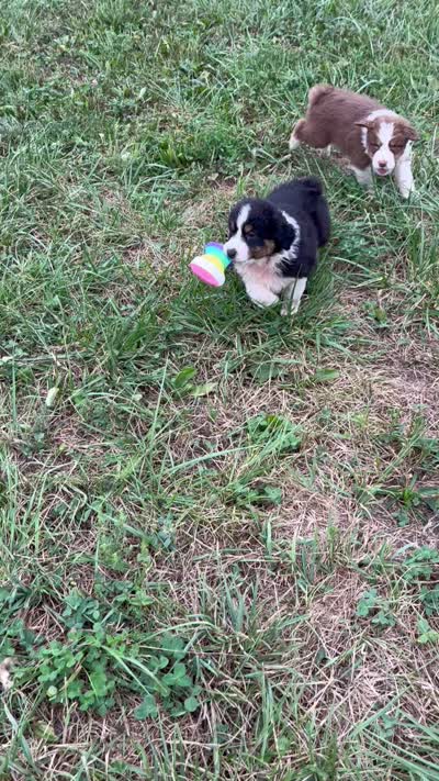 Tracy, a female Australian Shepherd for sale in Roodhouse, IL – 9 of 9
