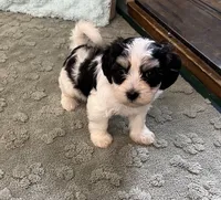 Bugle, a male Coton de Tulear for sale in Roodhouse, IL – 1 of 8