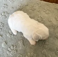 Polar, a male Coton de Tulear for sale in Roodhouse, IL – 7 of 8