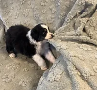 processed/b3871082-470c-4dc8-ad62-d4115581686f/listing/1c8b5b5b-7501-4ab4-bb90-fe3676ece2b1/924b5d5a-b728-40fc-8035-cfe3c1fe5703