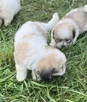 Latte , a male Coton de Tulear for sale in Roodhouse, IL – 3 of 10