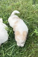 Latte , a male Coton de Tulear for sale in Roodhouse, IL – 5 of 10