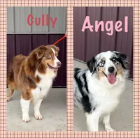Tracy, a female Australian Shepherd for sale in Roodhouse, IL – 8 of 9