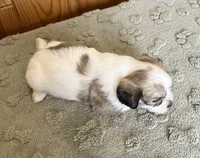 Latte , a male Coton de Tulear for sale in Roodhouse, IL – 3 of 10
