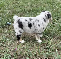 Wade, a male Australian Shepherd for sale in Roodhouse, IL – 5 of 10